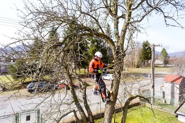 Pruning & Hedges near Scarborough, WA